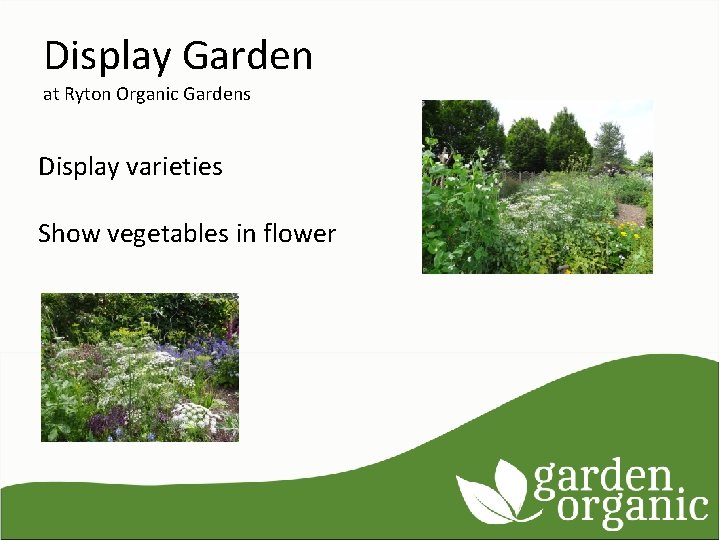 Display Garden at Ryton Organic Gardens Display varieties Show vegetables in flower 