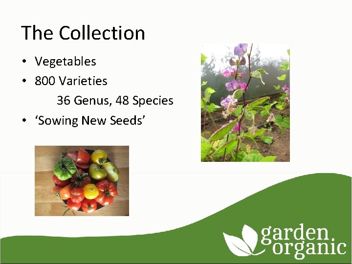 The Collection • Vegetables • 800 Varieties 36 Genus, 48 Species • ‘Sowing New