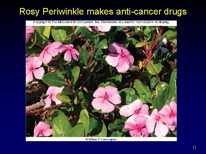 Rosy Periwinkle makes anti-cancer drugs 11 