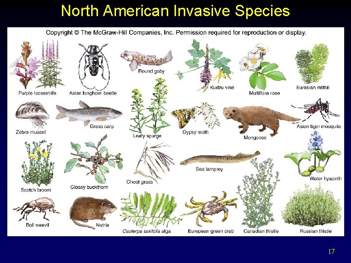 North American Invasive Species 17 