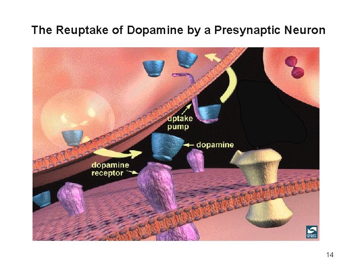 The Reuptake of Dopamine by a Presynaptic Neuron 14 