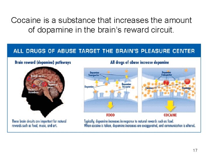Cocaine is a substance that increases the amount of dopamine in the brain’s reward