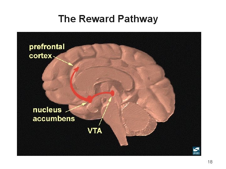 The Reward Pathway 18 