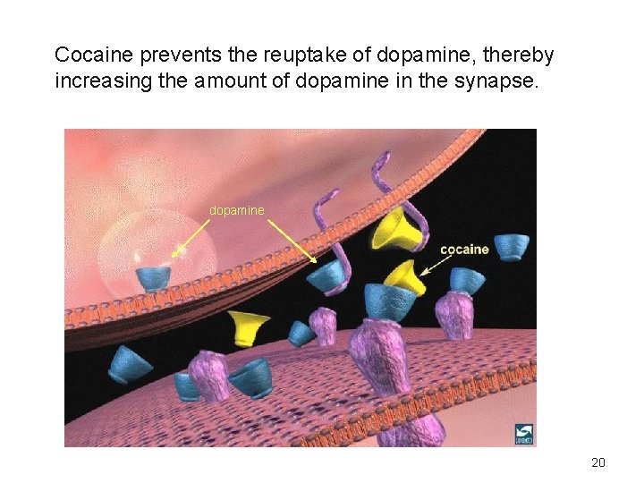 Cocaine prevents the reuptake of dopamine, thereby increasing the amount of dopamine in the