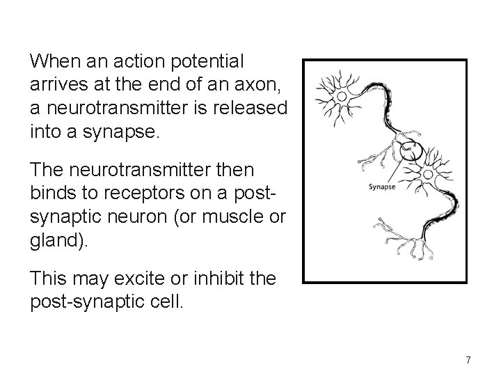 When an action potential arrives at the end of an axon, a neurotransmitter is