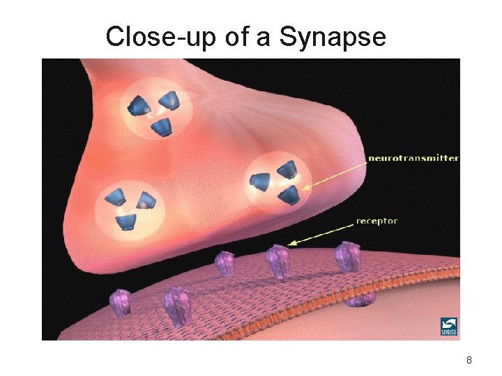 Close-up of a Synapse 8 