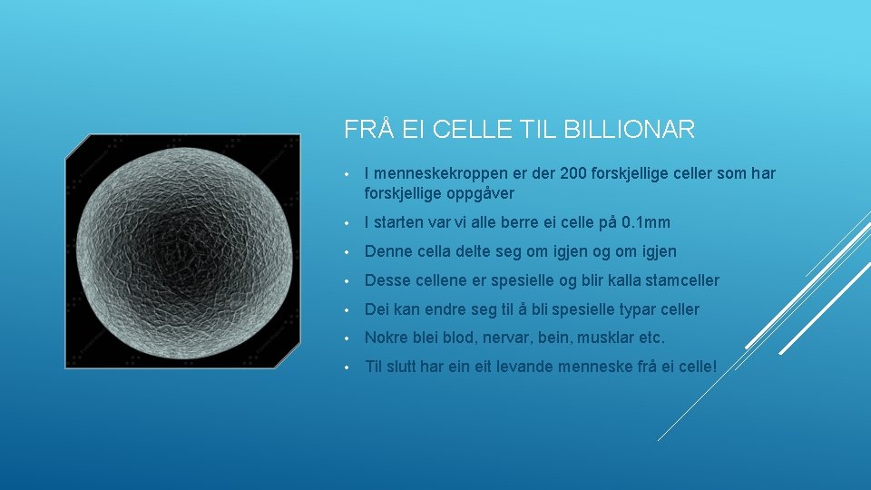 FRÅ EI CELLE TIL BILLIONAR • I menneskekroppen er der 200 forskjellige celler som