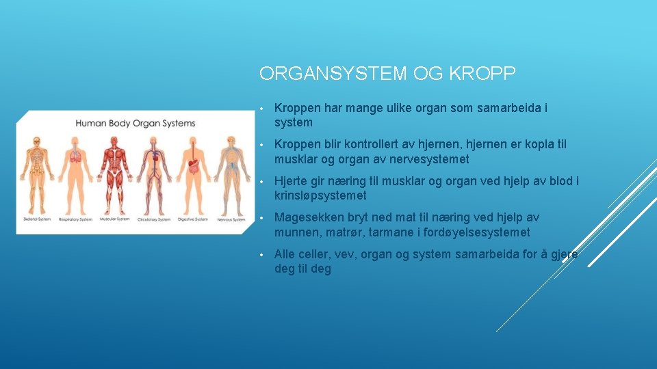 ORGANSYSTEM OG KROPP • Kroppen har mange ulike organ som samarbeida i system •