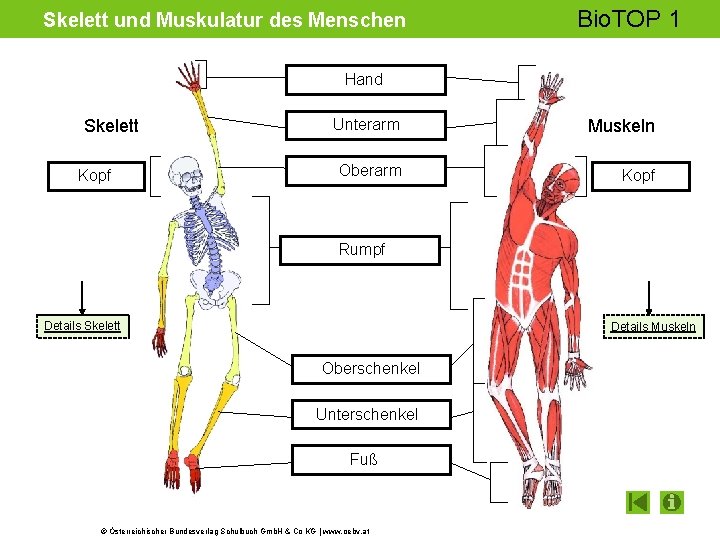 Skelett und Muskulatur des Menschen Bio. TOP 1 Hand Skelett Kopf Unterarm Muskeln Oberarm