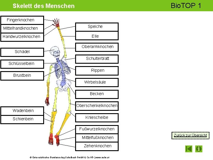 Bio. TOP 1 Skelett des Menschen Fingerknochen Mittelhandknochen Speiche Handwurzelknochen Elle Oberarmknochen Schädel Schulterblatt