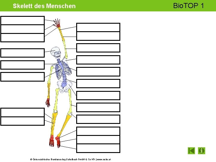 Skelett des Menschen © Österreichischer Bundesverlag Schulbuch Gmb. H & Co KG | www.