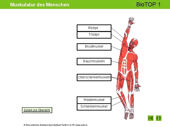 Bio. TOP 1 Muskulatur des Menschen Bizeps Trizeps Brustmuskel Bauchmuskeln Oberschenkelmuskeln Wadenmuskel Schienbeinmuskel Zurück