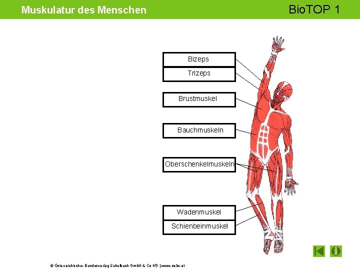 Bio. TOP 1 Muskulatur des Menschen Bizeps Trizeps Brustmuskel Bauchmuskeln Oberschenkelmuskeln Wadenmuskel Schienbeinmuskel ©