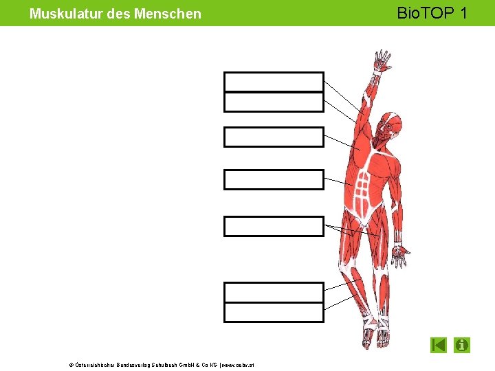 Muskulatur des Menschen © Österreichischer Bundesverlag Schulbuch Gmb. H & Co KG | www.