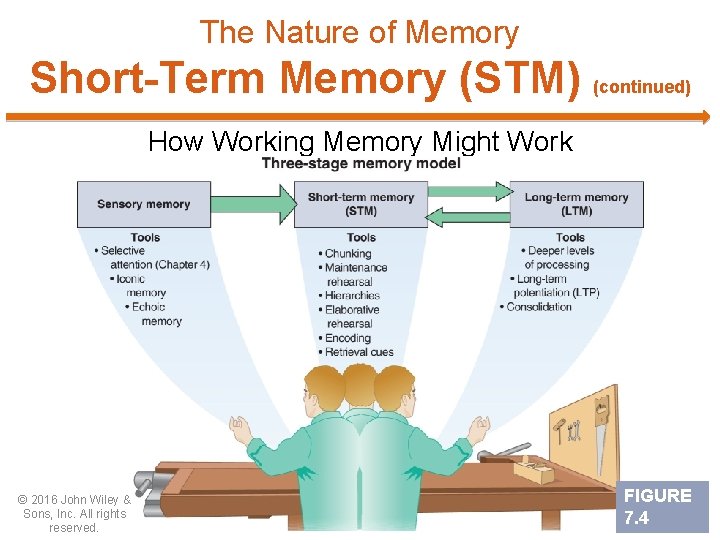 The Nature of Memory Short-Term Memory (STM) (continued) How Working Memory Might Work ©