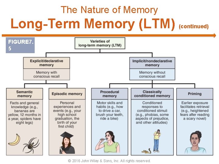 The Nature of Memory Long-Term Memory (LTM) (continued) FIGURE 7. 5 © 2016 John