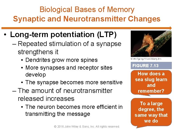 Biological Bases of Memory Synaptic and Neurotransmitter Changes • Long-term potentiation (LTP) – Repeated