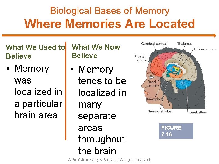 Biological Bases of Memory Where Memories Are Located What We Used to What We