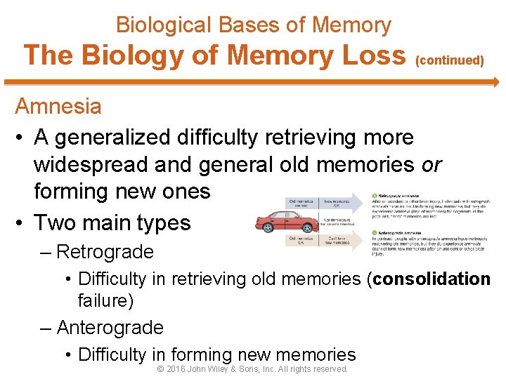 Biological Bases of Memory The Biology of Memory Loss (continued) Amnesia • A generalized