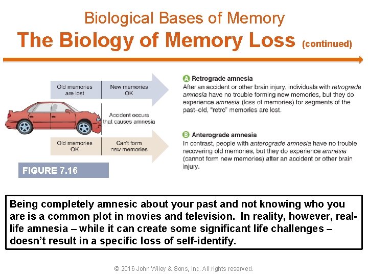 Biological Bases of Memory The Biology of Memory Loss (continued) FIGURE 7. 16 Being