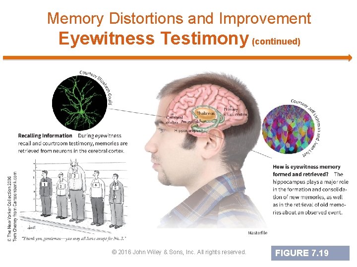 Memory Distortions and Improvement Eyewitness Testimony (continued) © 2016 John Wiley & Sons, Inc.