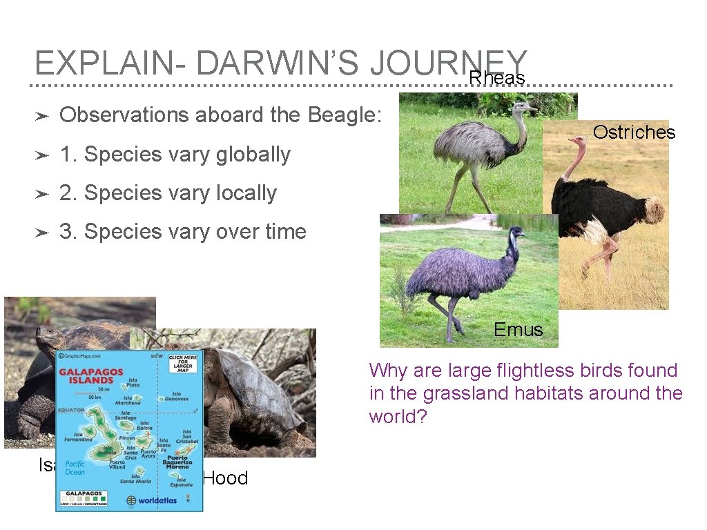 EXPLAIN- DARWIN’S JOURNEY Rheas ➤ Observations aboard the Beagle: ➤ 1. Species vary globally