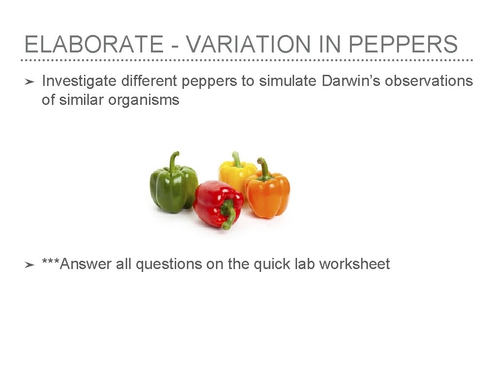 ELABORATE - VARIATION IN PEPPERS ➤ Investigate different peppers to simulate Darwin’s observations of