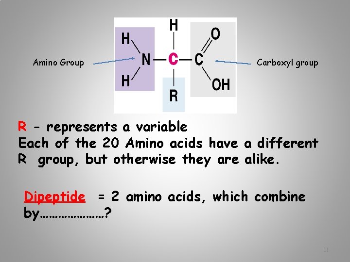 Amino Group Carboxyl group R - represents a variable Each of the 20 Amino