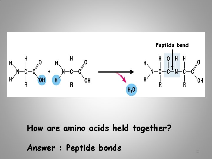 Peptide bond How are amino acids held together? Answer : Peptide bonds 12 