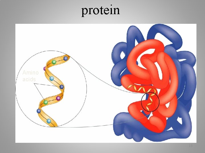 protein Amino acids 13 