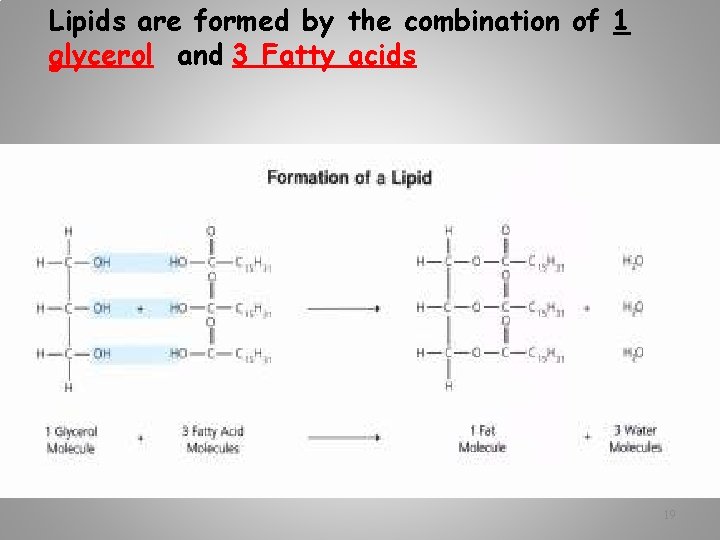 Lipids are formed by the combination of 1 glycerol and 3 Fatty acids 19