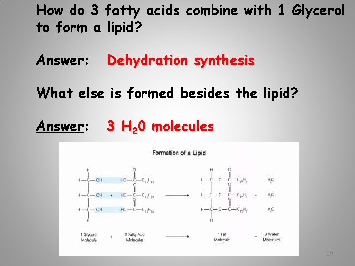 How do 3 fatty acids combine with 1 Glycerol to form a lipid? Answer:
