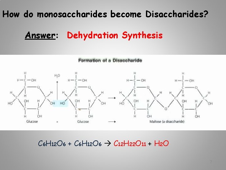 How do monosaccharides become Disaccharides? Answer: Dehydration Synthesis C 6 H 12 O 6