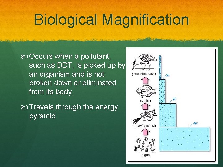 Biological Magnification Occurs when a pollutant, such as DDT, is picked up by an