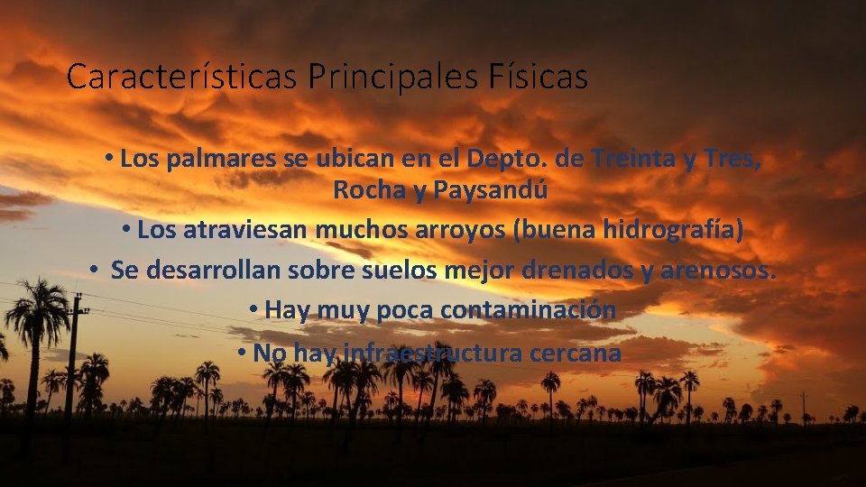 Características Principales Físicas • Los palmares se ubican en el Depto. de Treinta y
