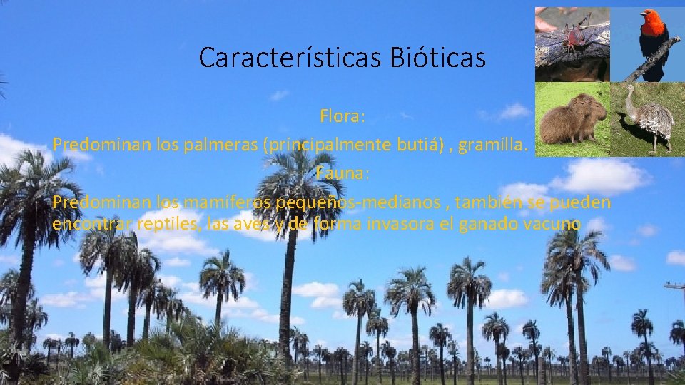 Características Bióticas Flora: Predominan los palmeras (principalmente butiá) , gramilla. Fauna: Predominan los mamíferos