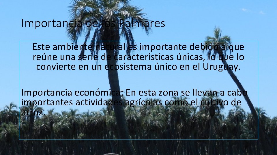 Importancia de los Palmares Este ambiente natural es importante debido a que reúne una