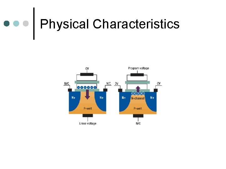 Physical Characteristics 