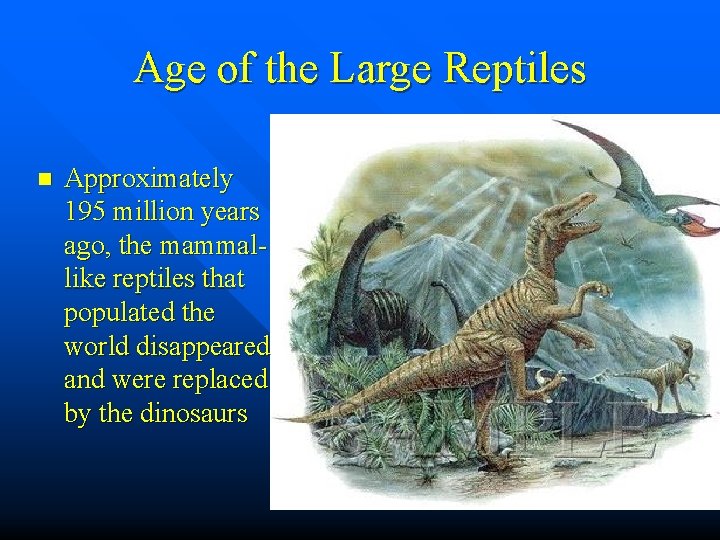 Age of the Large Reptiles n Approximately 195 million years ago, the mammallike reptiles