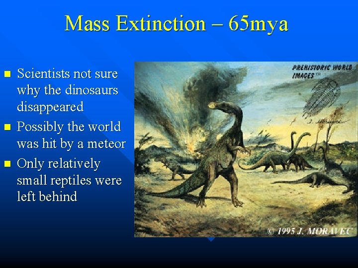 Mass Extinction – 65 mya n n n Scientists not sure why the dinosaurs