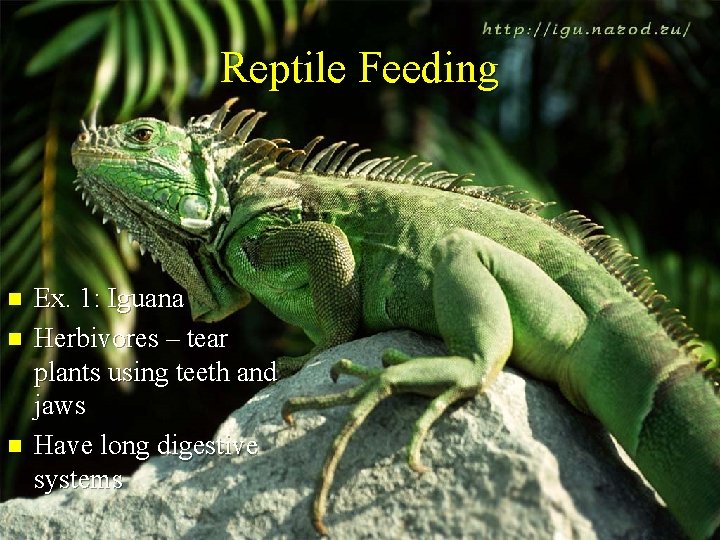 Reptile Feeding n n n Ex. 1: Iguana Herbivores – tear plants using teeth