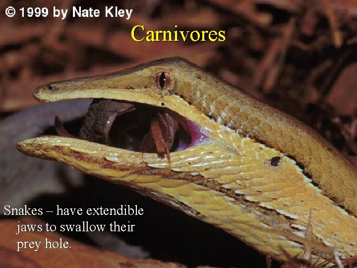 Carnivores Snakes – have extendible jaws to swallow their prey hole. 