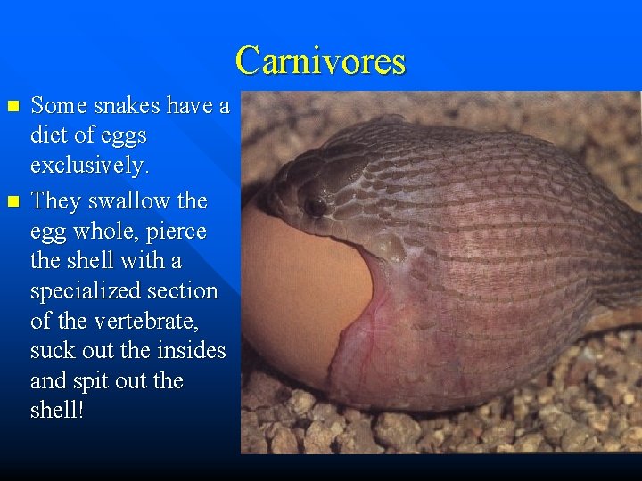 Carnivores n n Some snakes have a diet of eggs exclusively. They swallow the