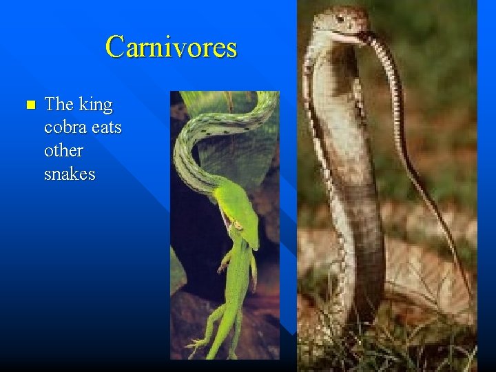 Carnivores n The king cobra eats other snakes 
