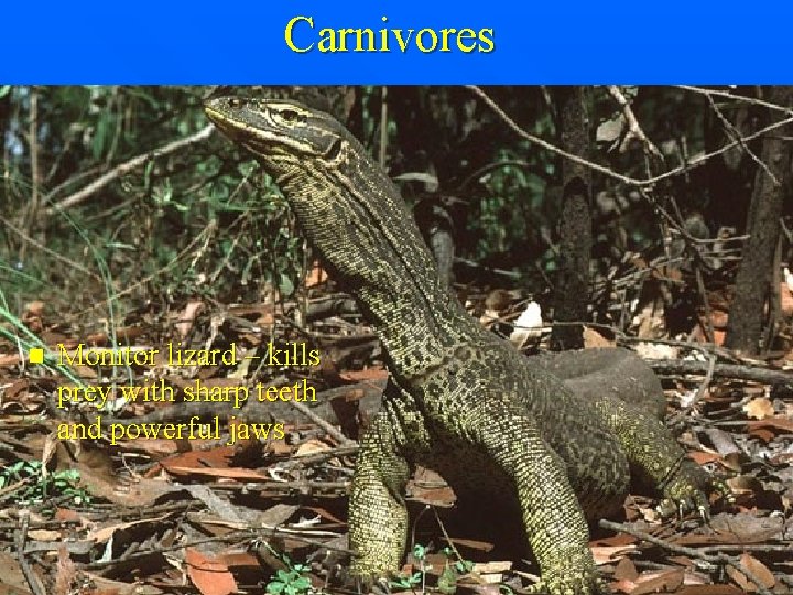 Carnivores n Monitor lizard – kills prey with sharp teeth and powerful jaws 