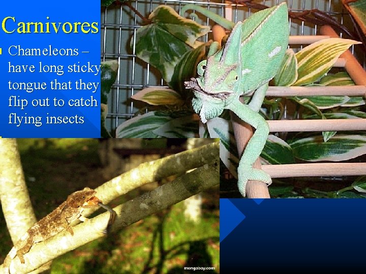 Carnivores n n Chameleons – have long sticky tongue that they flip out to