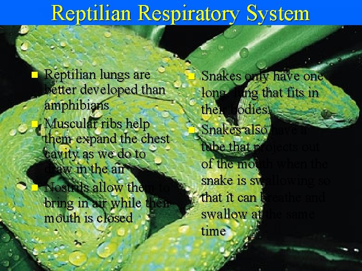 Reptilian Respiratory System n n n Reptilian lungs are better developed than amphibians Muscular