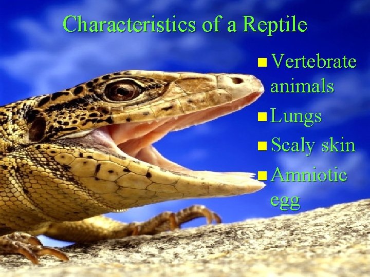 Characteristics of a Reptile n Vertebrate animals n Lungs n Scaly skin n Amniotic