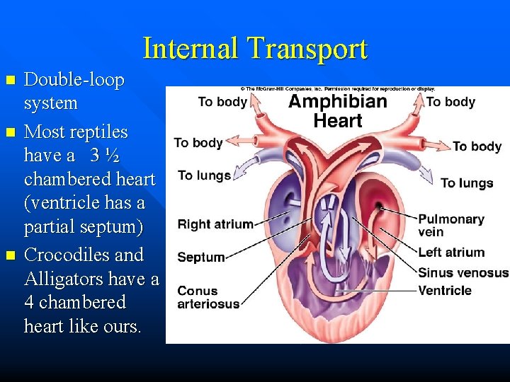 Internal Transport n n n Double-loop system Most reptiles have a 3 ½ chambered