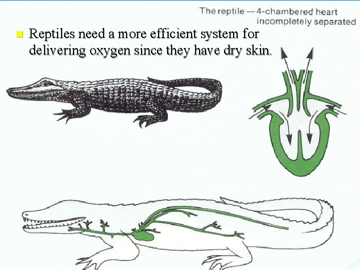 n Reptiles need a more efficient system for delivering oxygen since they have dry